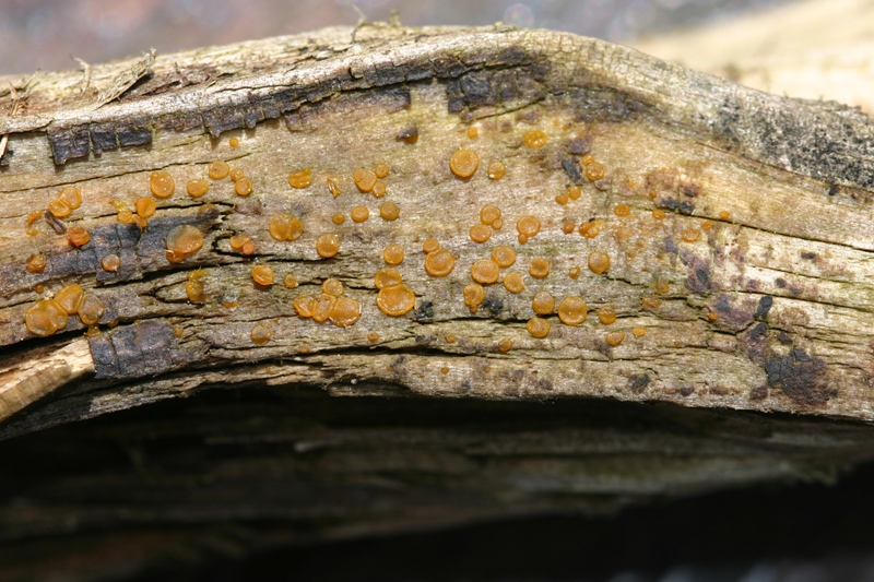 Dacrymyces?